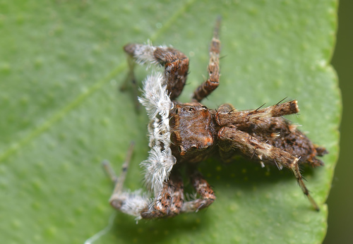 Portia jumping spider — 3