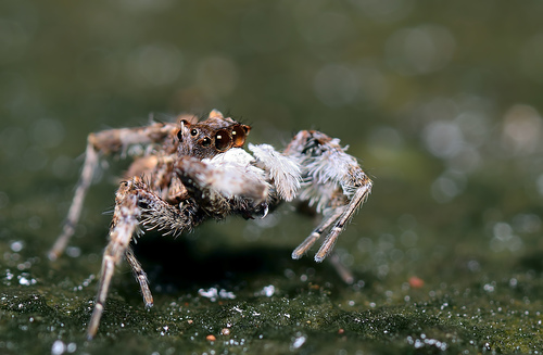 Portia jumping spider — 5