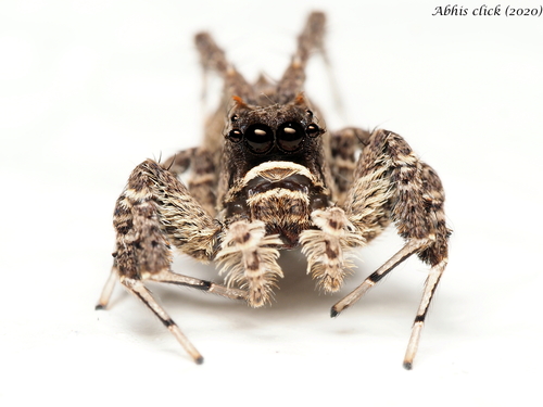 Portia jumping spider — 6