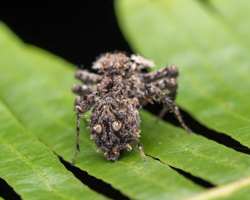 Portia jumping spider — 9
