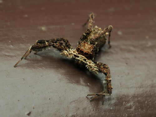 Portia jumping spider — 10