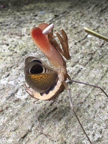 Asian Peacock Mantis — 2