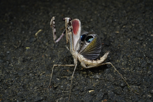 Asian Peacock Mantis — 4