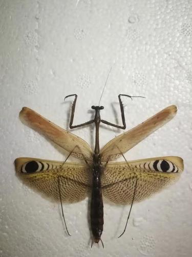 Asian Peacock Mantis — 6