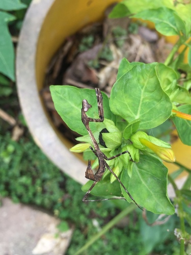Asian Peacock Mantis — 10