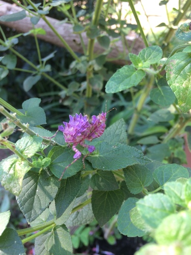 Spiny Flower Mantis — 2