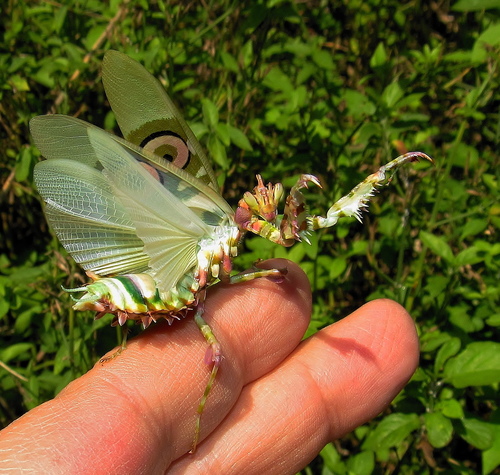 Spiny Flower Mantis — 5