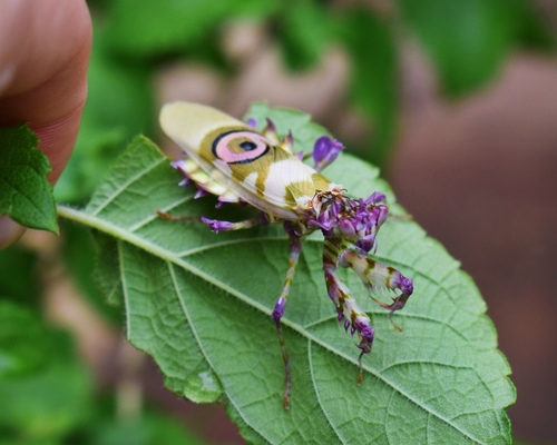 Spiny Flower Mantis — 8
