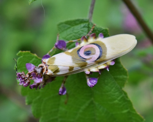 Spiny Flower Mantis — 9