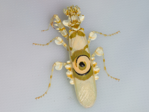 Spiny Flower Mantis — 10