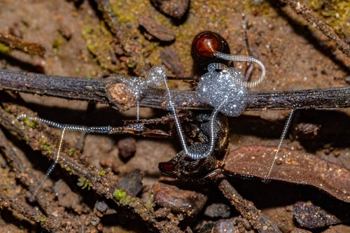 Pseudoneoponera rufipes — 2