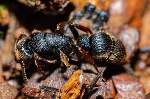 Pseudoneoponera rufipes — 3