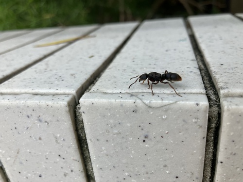 Pseudoneoponera rufipes — 4