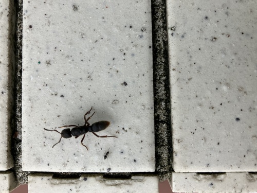 Pseudoneoponera rufipes — 6
