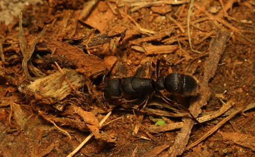 Pseudoneoponera rufipes — 7