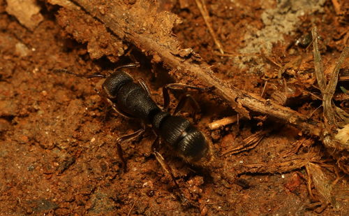 Pseudoneoponera rufipes — 8