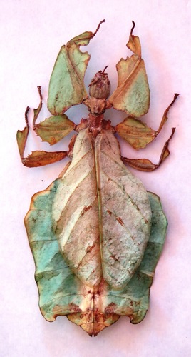 Giant Leaf Insect — 5