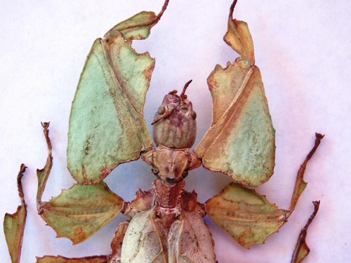 Giant Leaf Insect — 6