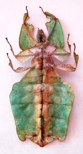 Giant Leaf Insect — 8