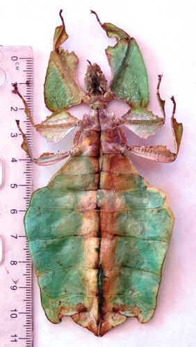 Giant Leaf Insect — 9