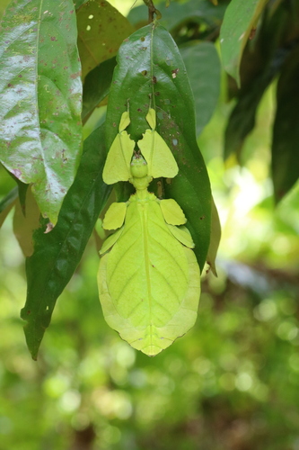 Giant Leaf Insect — 10