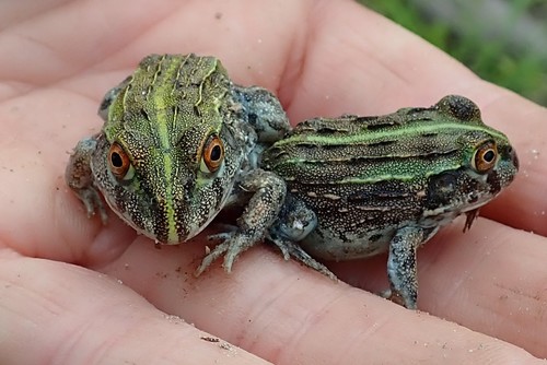 African Bullfrog — 2
