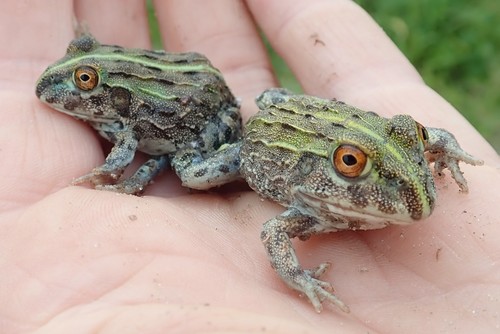 African Bullfrog — 3