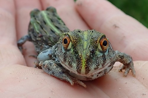 African Bullfrog — 4