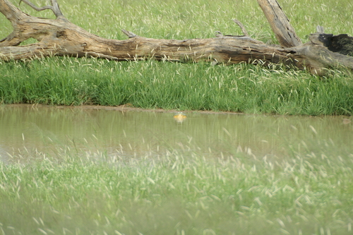 African Bullfrog — 6
