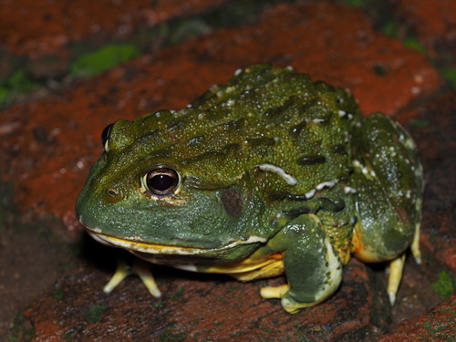African Bullfrog — 9