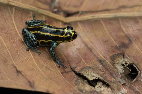 Mimic Poison Frog — 3