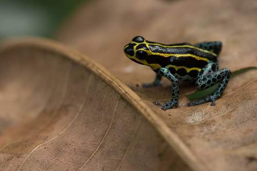 Mimic Poison Frog — 5