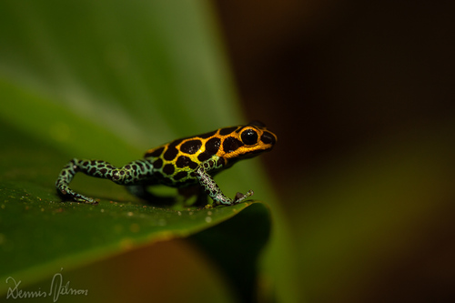 Mimic Poison Frog — 8