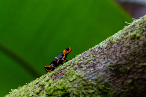 Mimic Poison Frog — 10