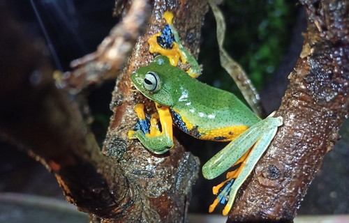 Reinwardt's Flying Frog — 1