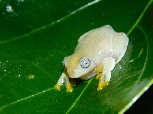 Reinwardt's Flying Frog — 3