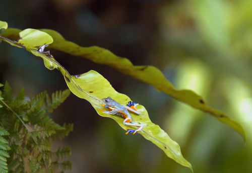 Reinwardt's Flying Frog — 4