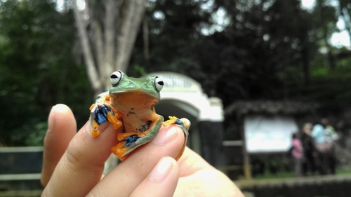 Reinwardt's Flying Frog — 5