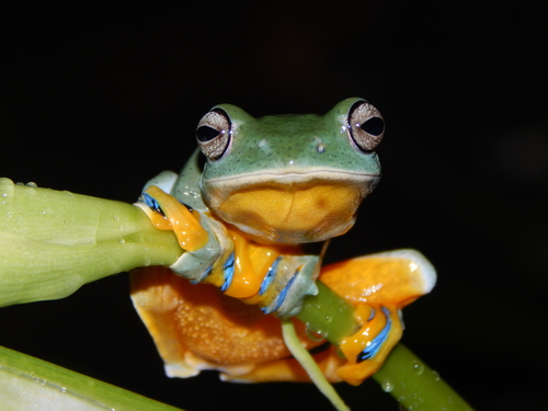 Reinwardt's Flying Frog — 6