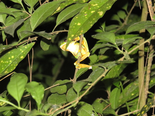 Reinwardt's Flying Frog — 9
