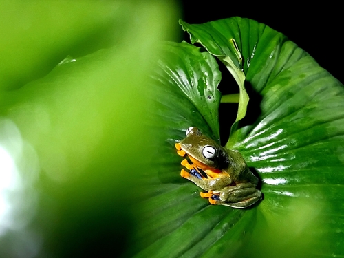 Reinwardt's Flying Frog — 10