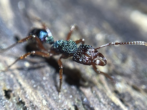 Rhytidoponera aspera — 1