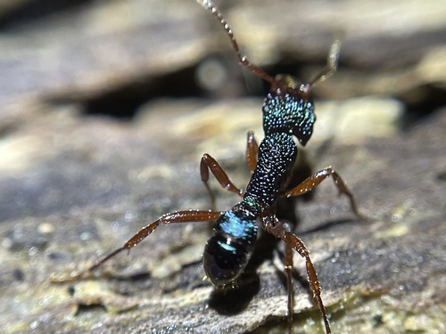 Rhytidoponera aspera — 3
