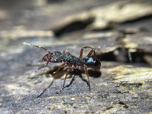 Rhytidoponera aspera — 4