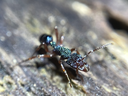 Rhytidoponera aspera — 5
