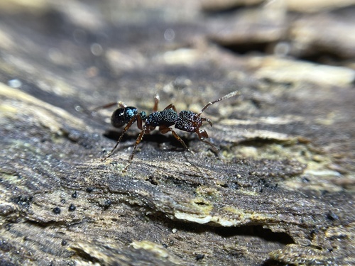 Rhytidoponera aspera — 6