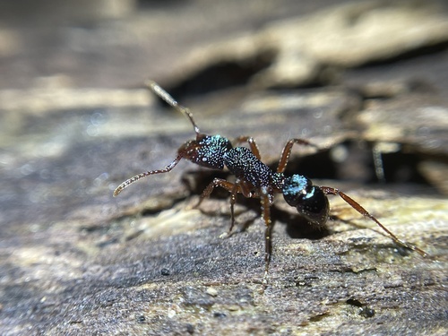 Rhytidoponera aspera — 7
