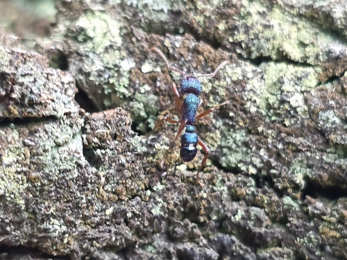 Rhytidoponera aspera — 10