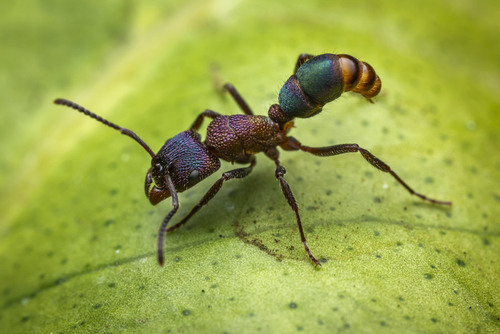 Green-head Ant — 1
