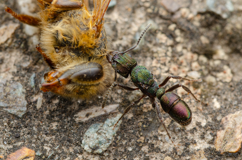 Green-head Ant — 2